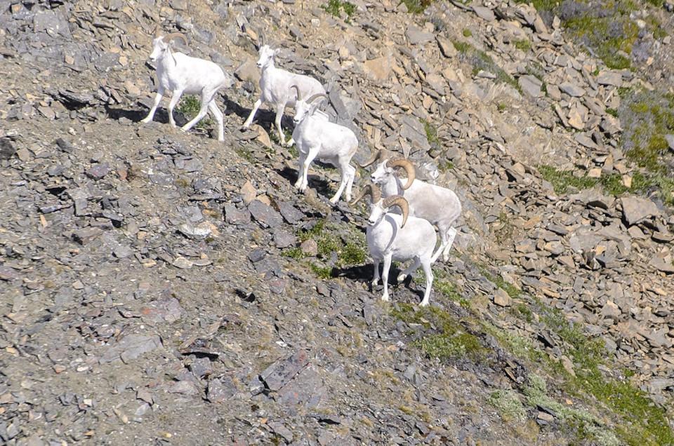 An Alaskan hunter had to be rescued after he got stuck trying to recover his Dall sheep kill/NPS file, Bryan Petrtyl