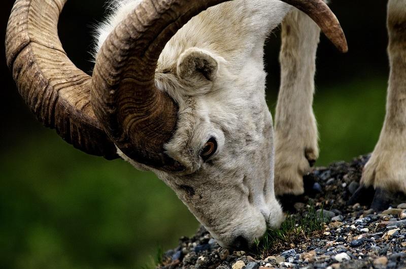 dall sheep, Wrangell-St. Elias National Park & Preserve, nature, wildlife, hunting