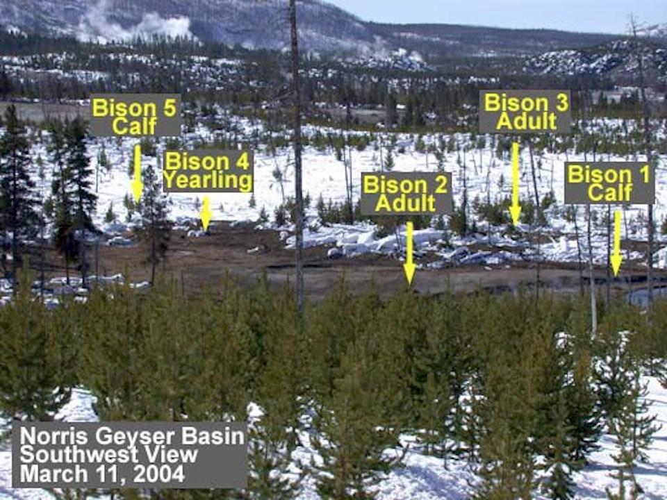 Location of bison killed by toxic gases in Norris Geyser Basin in March 2004/NPS