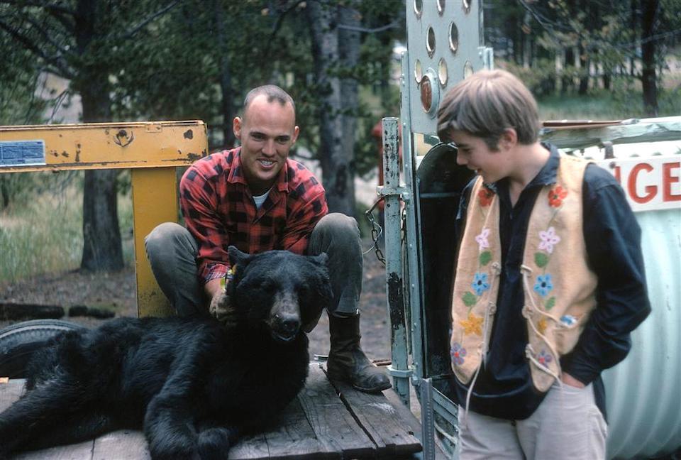 Bear study at Yellowstone National Park in 1966/Lee Dalton