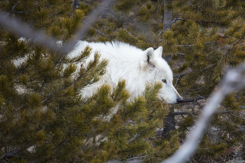 Through the years there have been notable white wolves, such as this alpha female from the Canyon Pack that Neal Herbert snapped in 2006/NPS, Neal Herbert