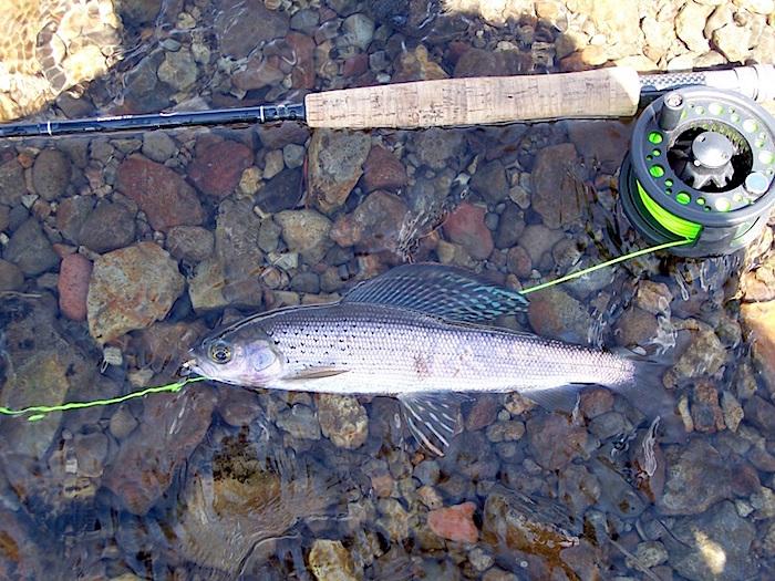 Arctic grayling are being returned to Grayling Creek in Yellowstone National Park/NPS