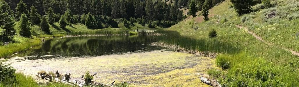 A hiker was attacked by a bear, possibly at grizzly along the Beaver Ponds Trail in Yellowstone National Park/NPS file
