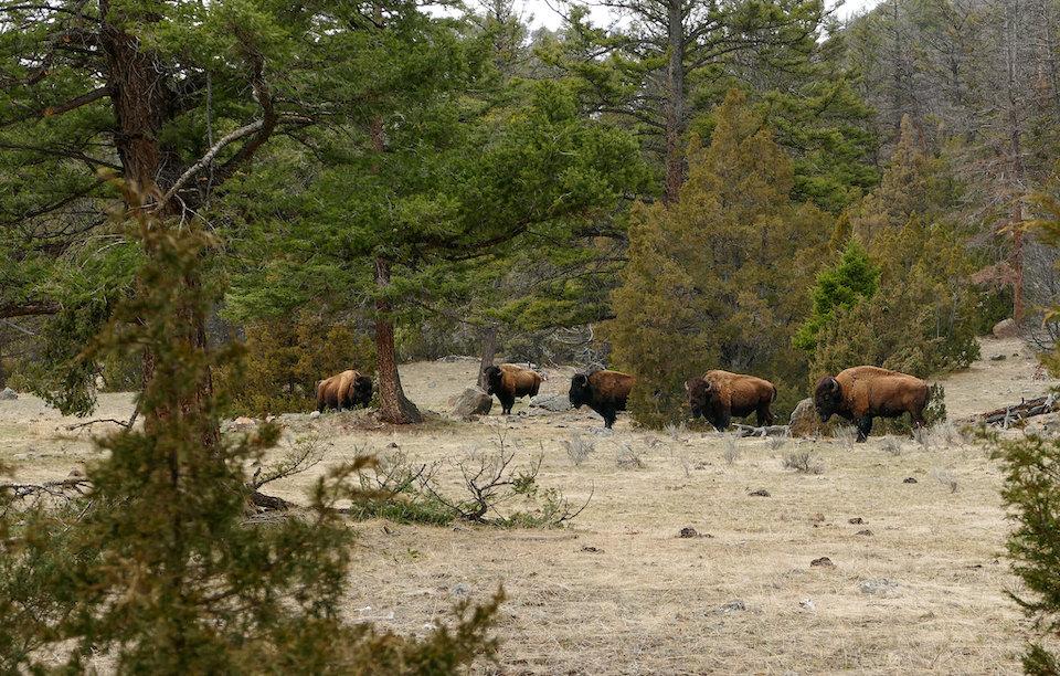 Could a recent U.S. Supreme Court ruling allow Native Americans to hunt in portions of Yellowstone National Park?/NPS