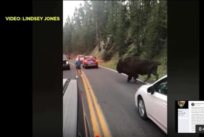 Man taunts Yellowstone Bison