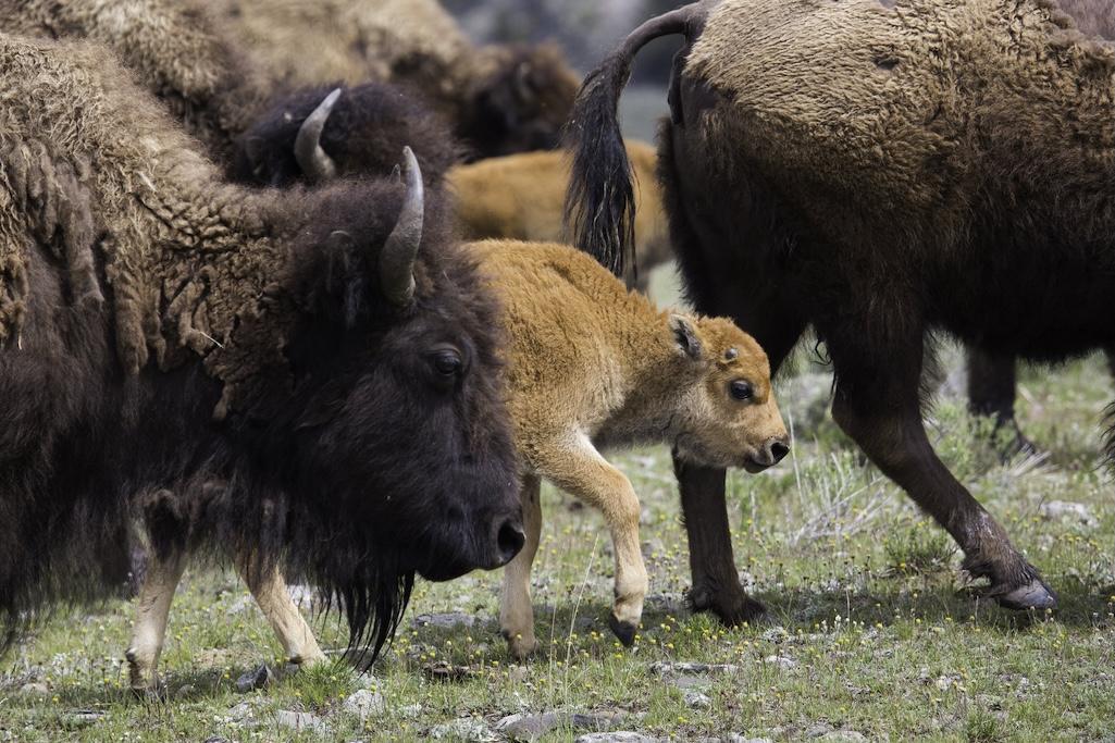A new genetic analysis has concluded that is one interbreeding bison population in Yellowstone, not two genetically separate herds/NPS file