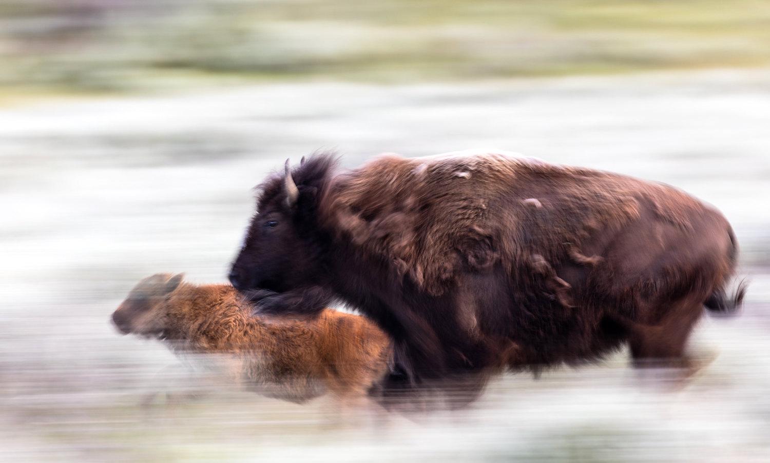 Bison cow and calf running in Yellowstone National Park/NPS file, Jacob W. Frank