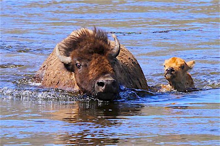 Bison crossing the Madison River in Yellowstone National Park/Randy Bjerke
