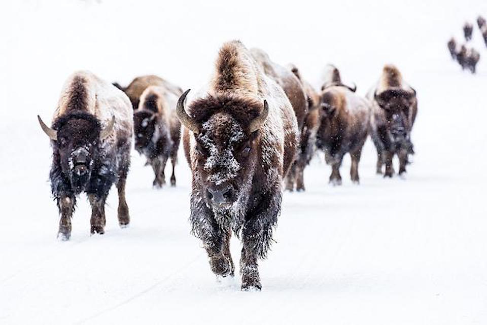 Yellowstone bison near Frying Pan Springs/NPS, Jacob W. Frank