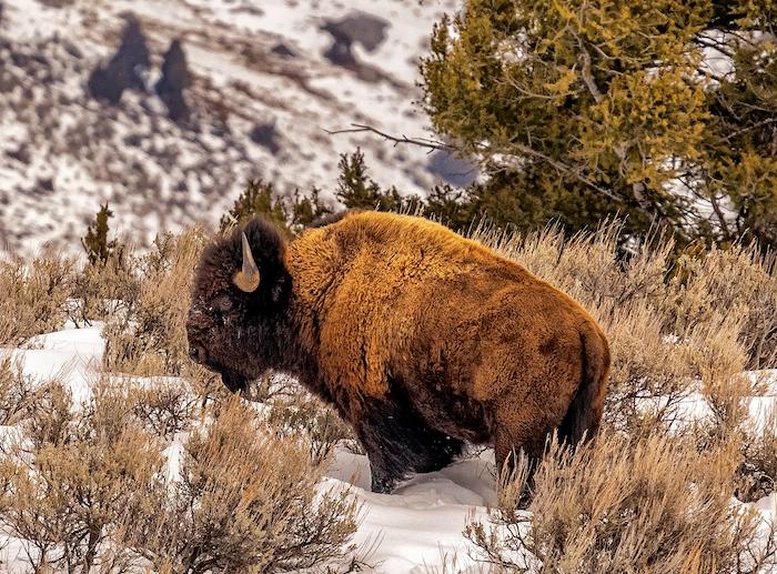 There are no shortage of wildlife concerns at Yellowstone, including how best to manage bison/Rebecca Latson