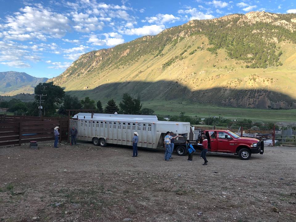 Fort Peck buffalo leaders loading 11 bison bulls at the USDA Corwin Springs facility outside Yellowstone National Park.  The animals will be transported more than 500 miles today to the Fort Peck Indian Reservation, Montana/Don Woerner