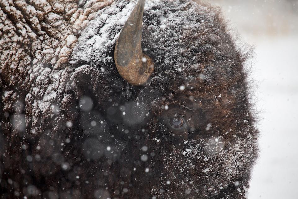 Bison profile, Yellowstone National Park/Neal Herbert, NPS