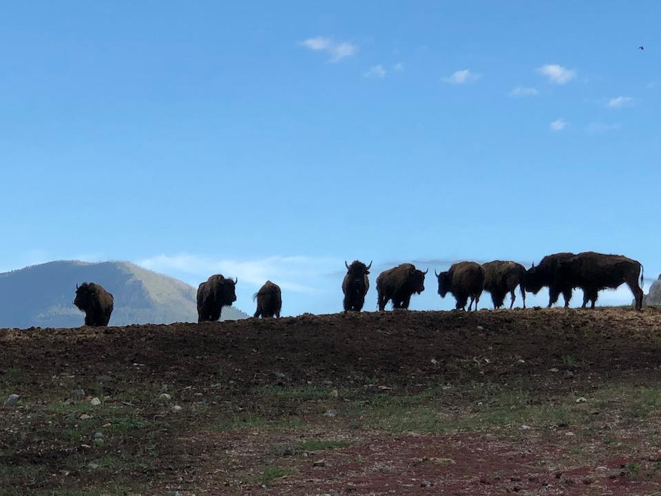 Yellowstone bison bulls grazing in the early hours of the morning before being transported to the Fort Peck Indian Reservation