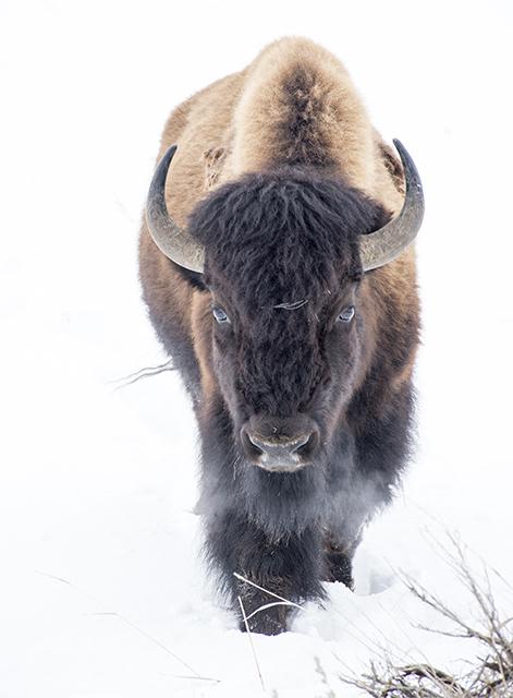 Bison bull in Yellowstone National Park/Deby Dixon
