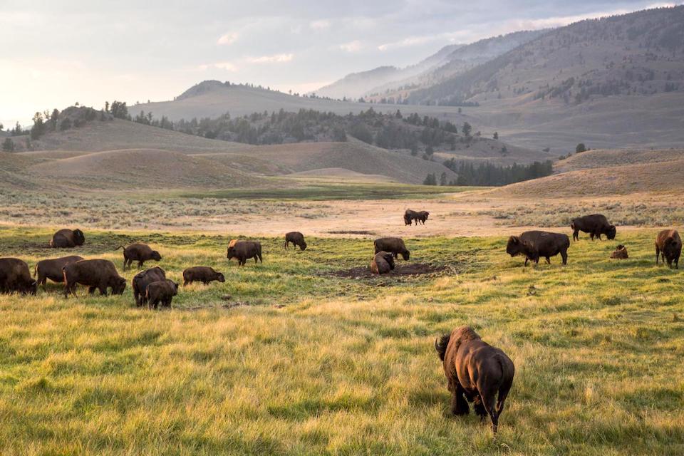 Bison in Yellowstone National Park can control the green-up of spring/NPS, Neal Herbert