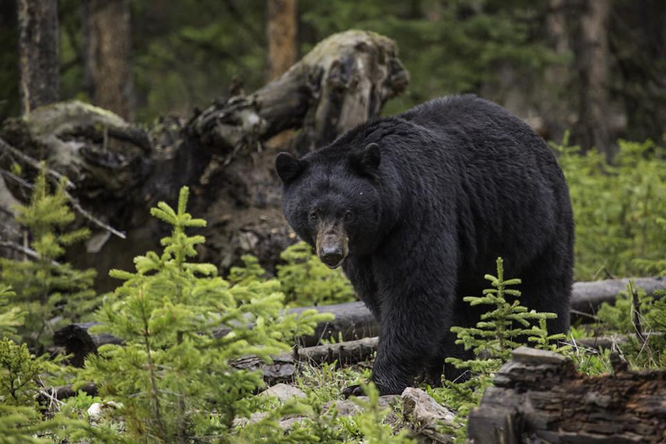 A black bear that bit a woman camper and one of her children was killed by Yellowstone rangers/NPS file