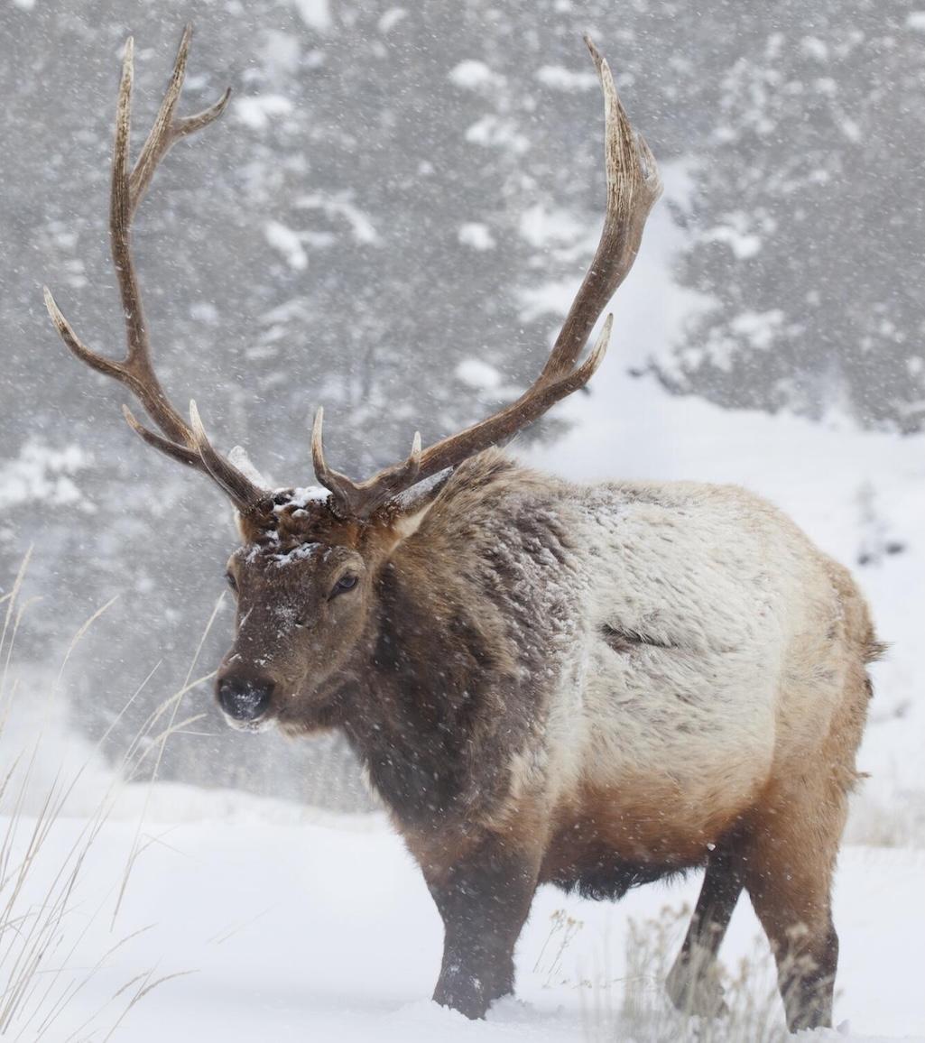 Photo of a bull elk wintering in Yellowstone National Park. Photo by Elizabeth Mordensky, March 5, 2024.