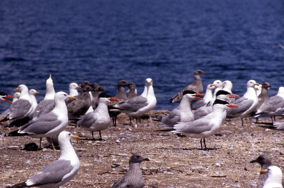 Caspian terns and California gulls in Yellowstone National Park/NPS, Bryan Harry
