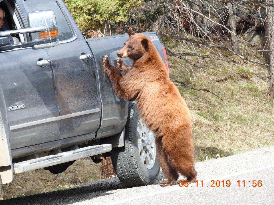 Bears looking for handouts in Yellowstone National Park should be rewarded with a honk of your horn/Kenneth Carothers