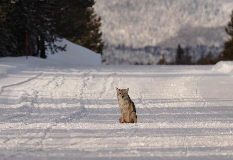 A coyote that bit a cross-country skier in Yellowstone National Park was being tested for rabies/NPS file