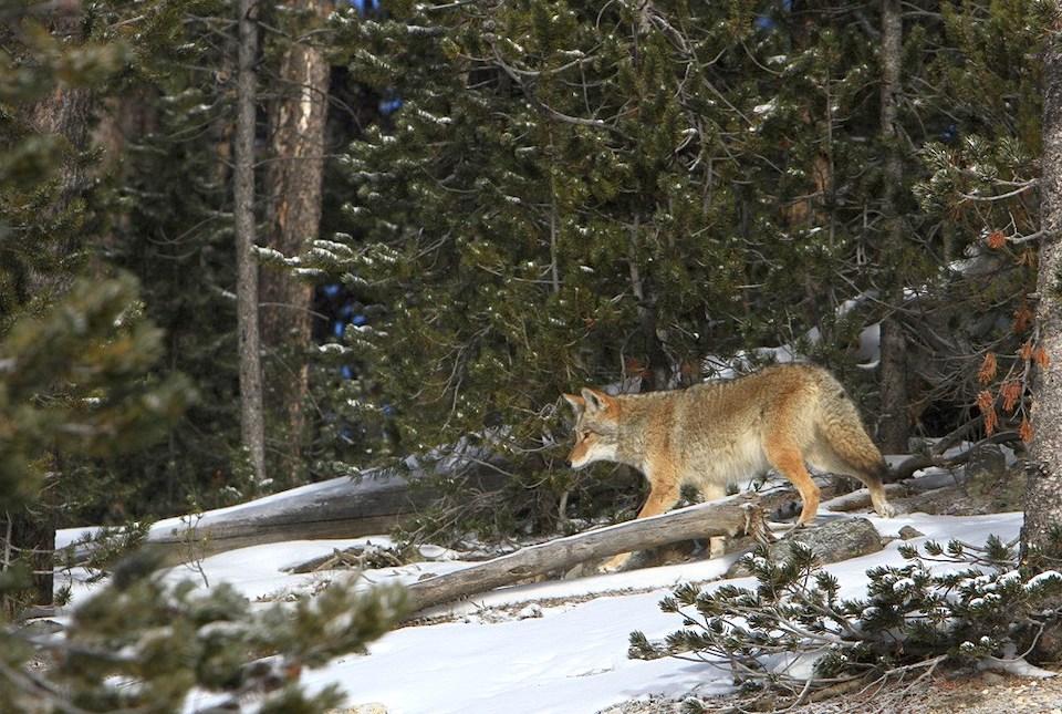 A coyote with a thick winter coat walks through snowy, dense forest in Yellowstone National Park/NPS