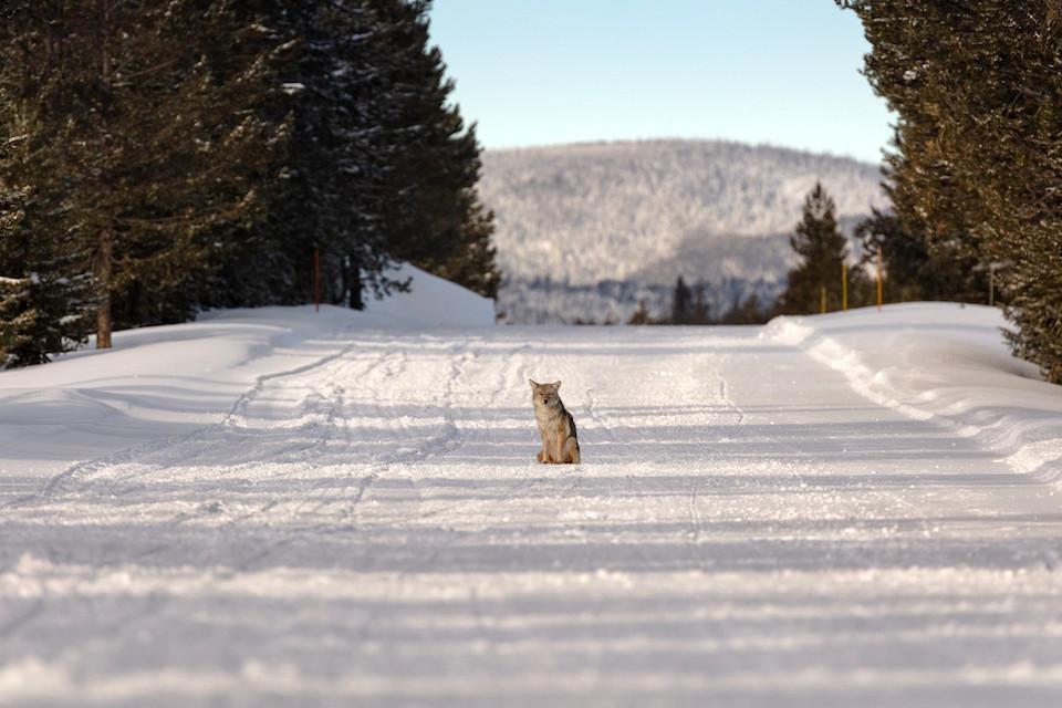 With winter coming, this Yellowstone coyote doesn't have too much traffic to worry about/NPS, Jacob W. Frank