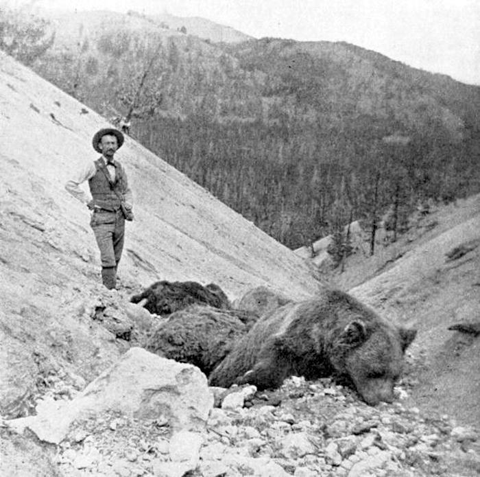 The carcass of a large silver-tipped grizzly bear, which succumbed to poisonous gases in the area known as "Death Gulch" in Yellowstone National Park in 1897.