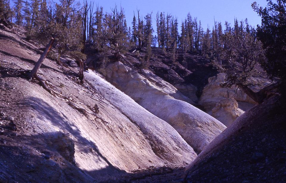Death Gulch in Yellowstone National Park's northeastern corner has a deadly reputation/NPS, John Good