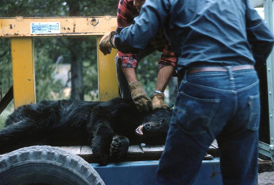 Tagging a Yellowstone black bear in 1966/Lee Dalton