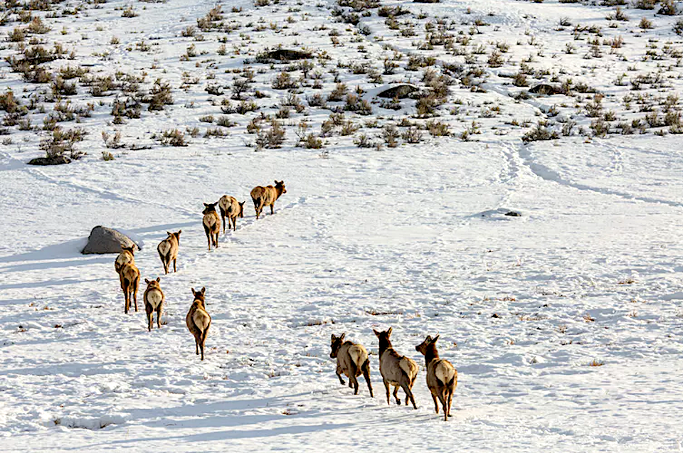 Elk on the move in Yellowstone National Park. NPS/Neal Herbert