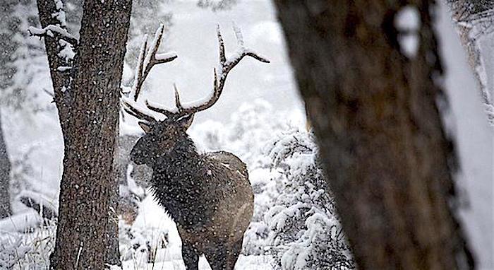 Elk in Yellowstone during the winter/NPS, Neal Herbert