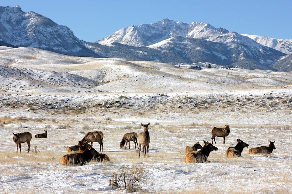 Elk near the North Entrance of Yellowstone National Park/NPS, Diane Renkin