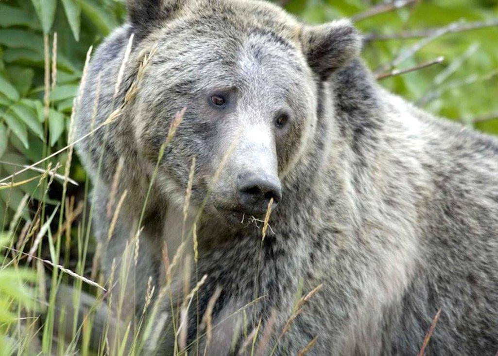 The U.S. Forest Service had been ordered to reconsider a grazing allotment it authorized in the Greater Yellowstone Ecosystem and its impact on female grizzly bears/NPS file