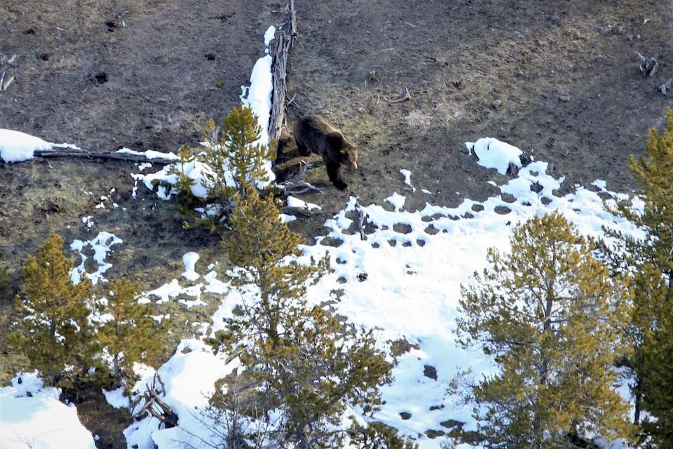 Grizzly bears are starting to come out of hibernation in Yellowstone National Park/NPS