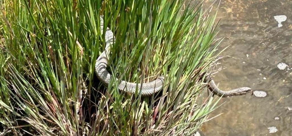 A garter snake along Violet Creek near the Mary Mountain Trail in Hayden Valley, Yellowstone National Park. This snake used the geothermally warmed creek to thermoregulate during near-freezing overnight conditions. USGS photo by Stanley Mordensky, June 20
