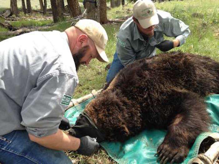 Genetic testing of grizzly bears in the Greater Yellowstone Ecosystem/USGS
