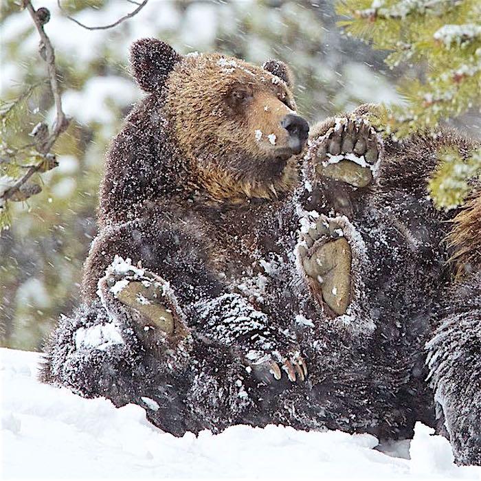 Grizzly rolling in snow in Yellowstone/Jean Bjerke