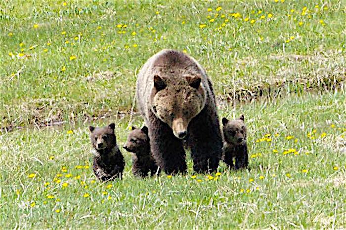 Grizzly sow and cubs in Yellowstone/Randy Bjerke