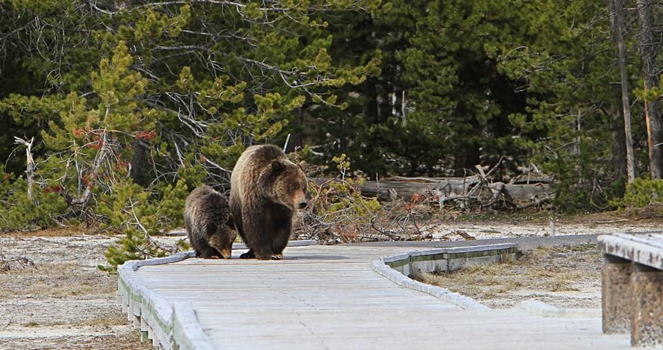 Grizzly bears are starting to come out of hibernation in Yellowstone National Park/NPS file, Jim Peaco