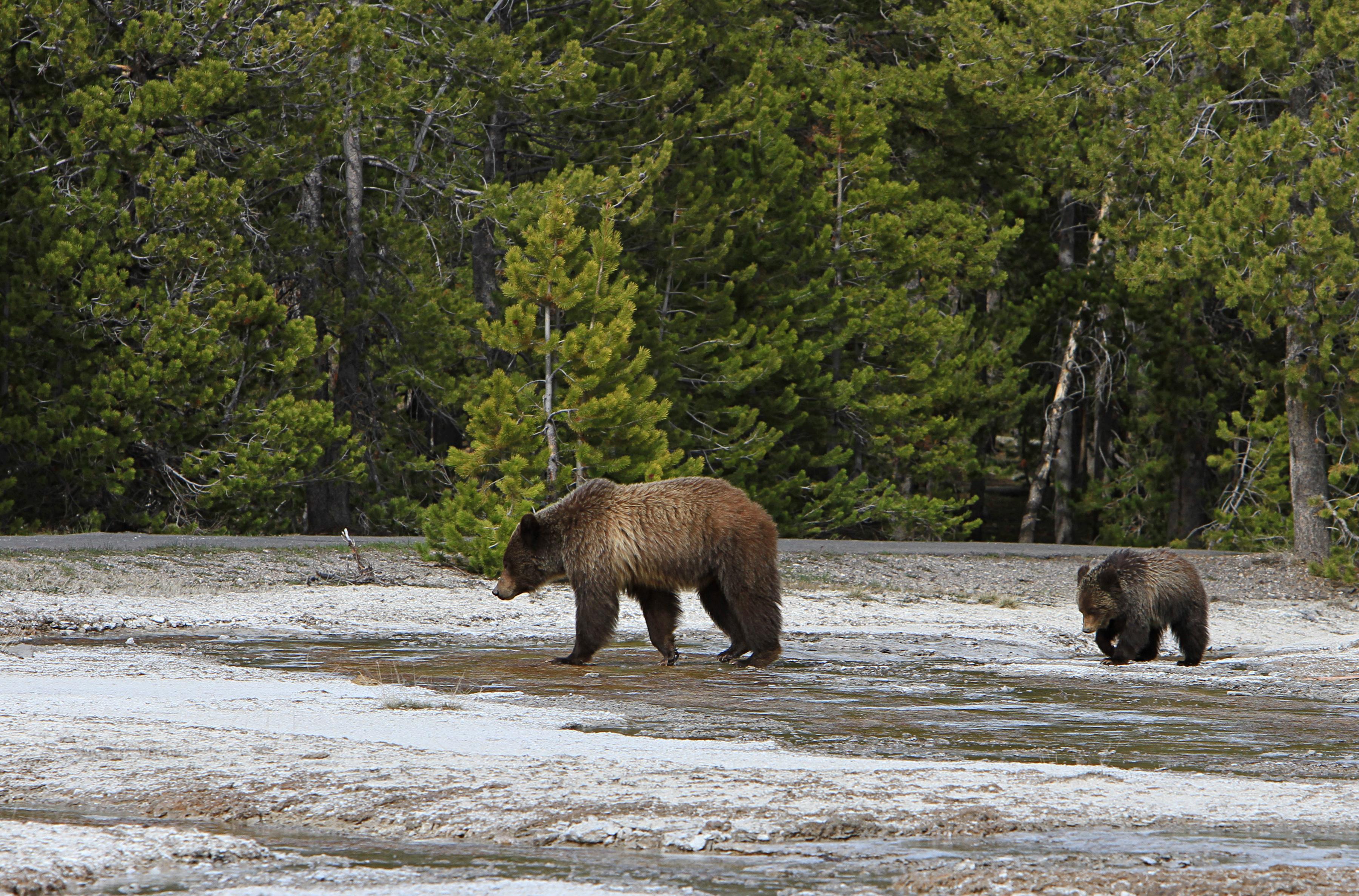 A grizzly sow and yearling near Daisy Geyser.
