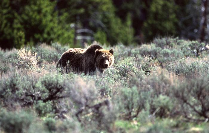 Yellowstone grizzly bear/NPS