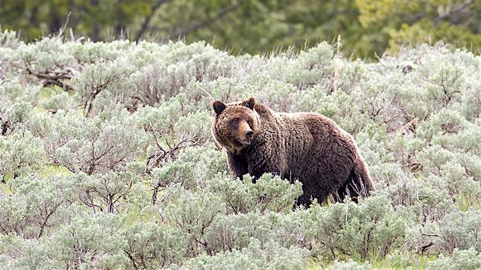 10-year-old bitten by bear in Yellowstone National Park/NPS file