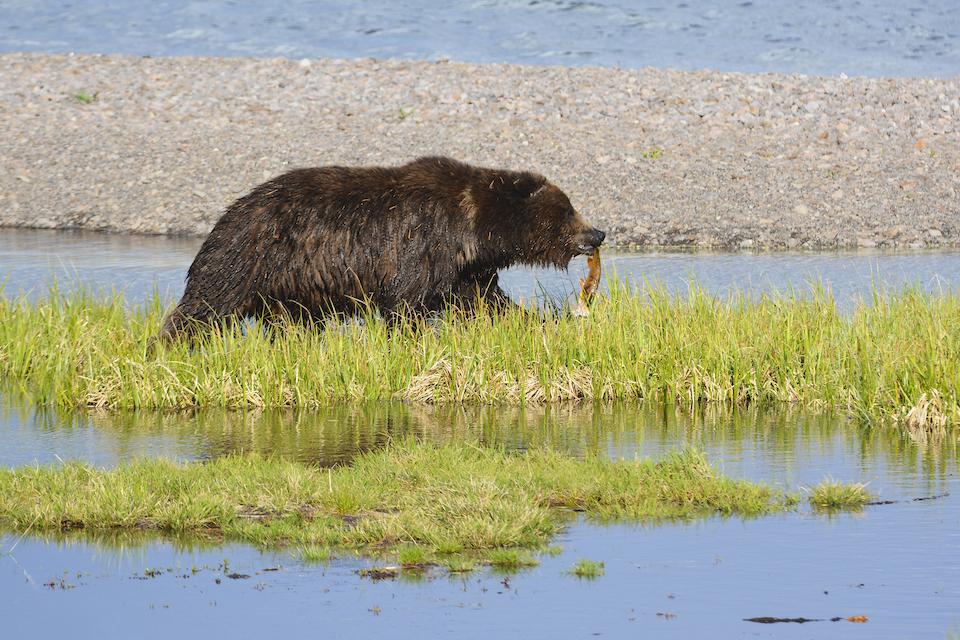 Grizzly bear walks along Yellowstone Lake with a cutthroat trout/NPS