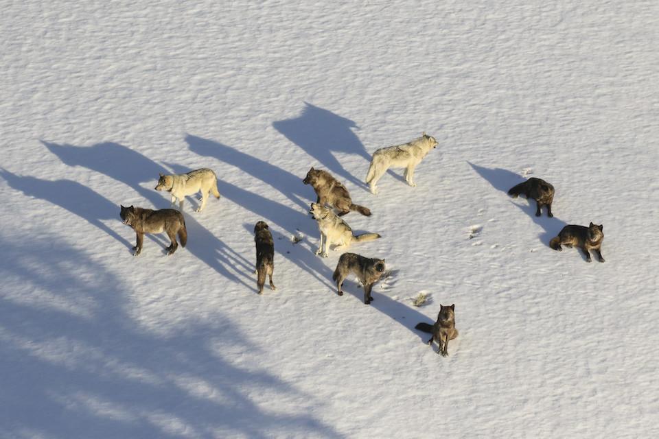 Two pups of the Junction Butte wolf pack in Yellowstone were killed in a collision with a vehicle/NPS