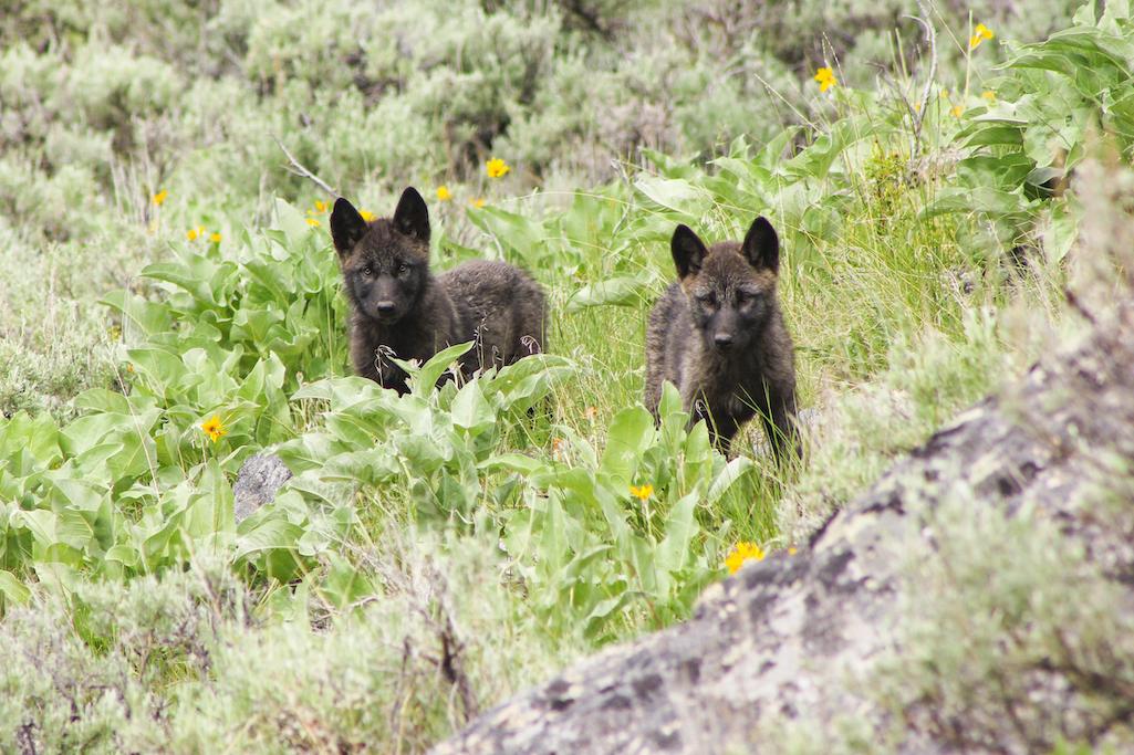 Junction Butte pups (not the pups recently killed) photographed by wolf program park staff using a telephoto lens/NPS, Jeremy SunderRaj 2019