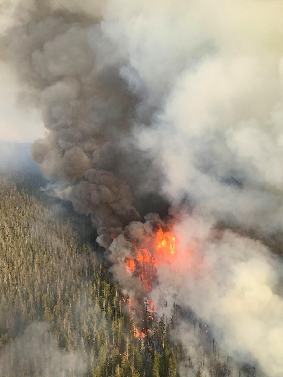 Torching witnessed on the Lone Star Fire in Yellowstone National Park/NPS