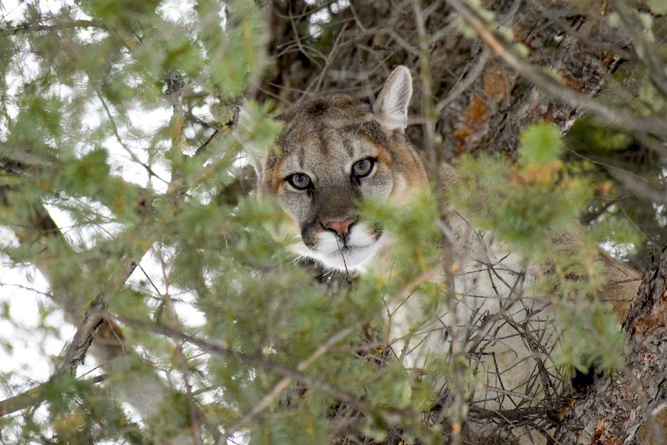 Three Montana men were sentenced for killing a mountain lion within Yellowstone National Park/NPS