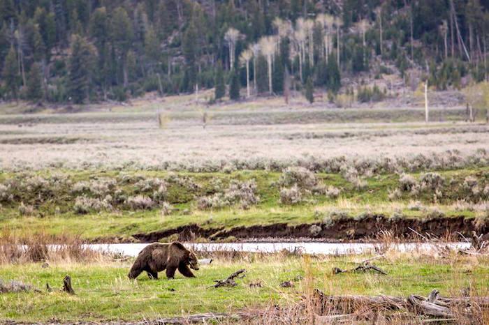 Scarface, A Grizzly Bear Of Renown, Was Killed By A Gunshot