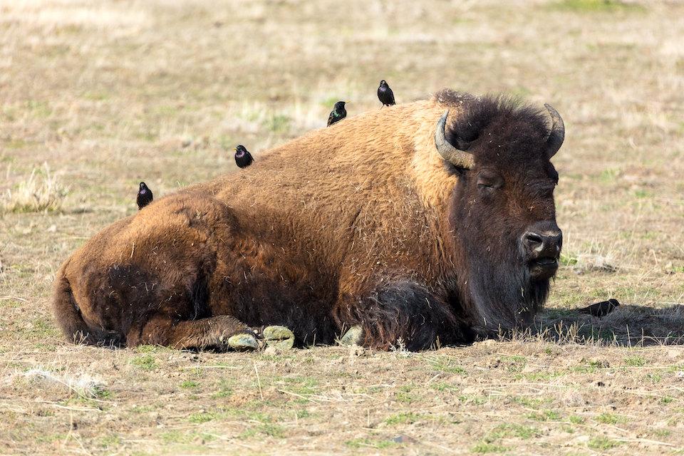 A young Florida girl learned the hard way that while bison might appear docile, they can quickly charge you/NPS, Jacob W. Frank