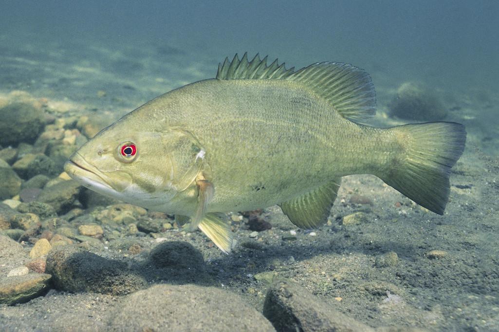 Yellowstone biologists are concerned that smallmouth bass might reach the park's waters/USFWS
